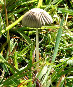 little toadstool